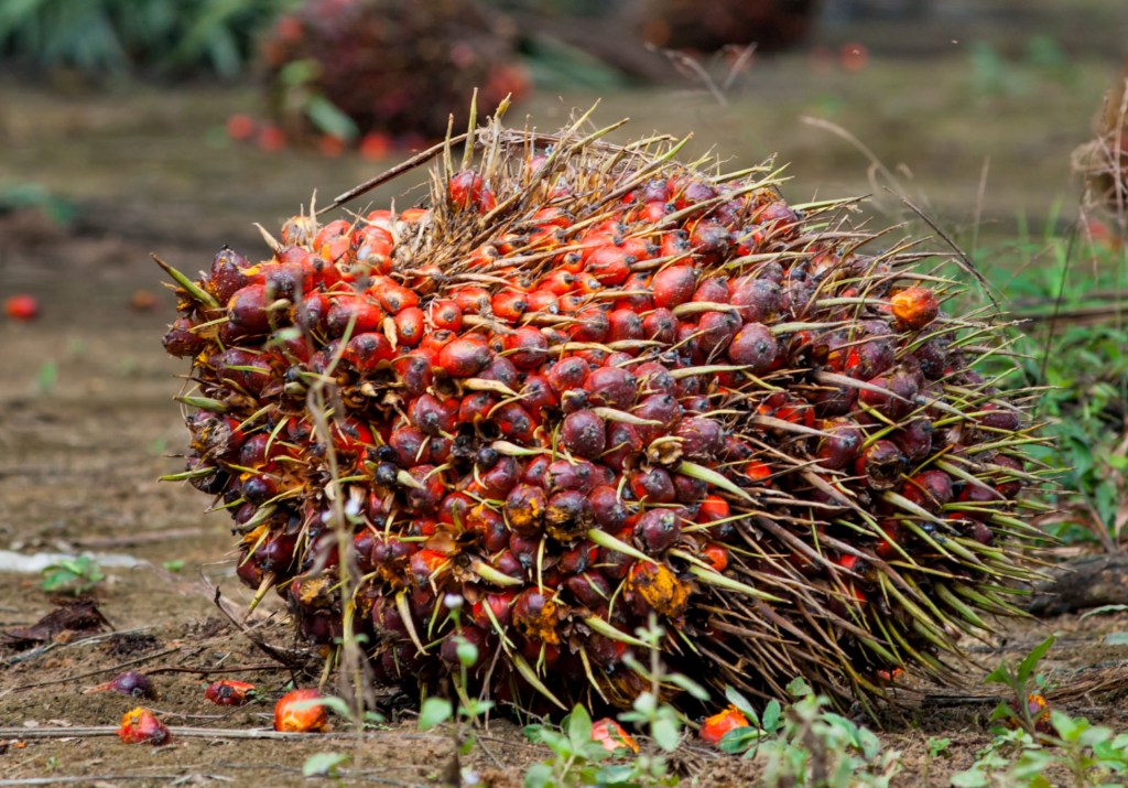 How Musim Mas Improves Yields Without the use of GMOs